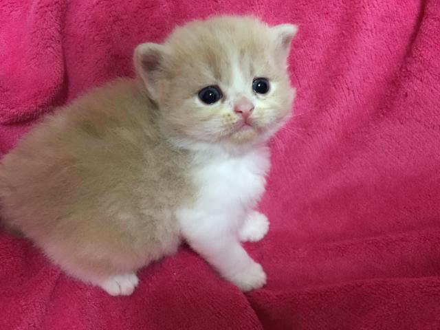 ミヌエット（旧ナポレオン）