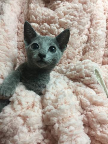 ロシアンブルー