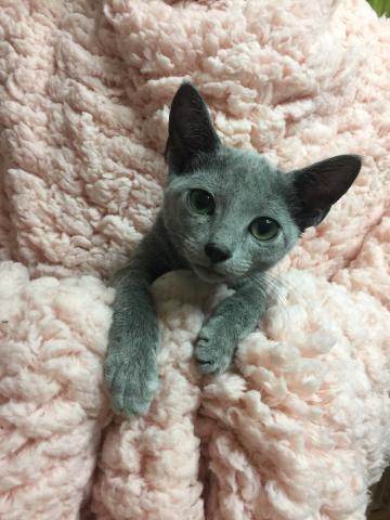 ロシアンブルー