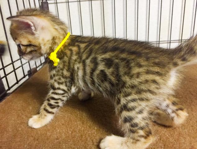 ベンガル