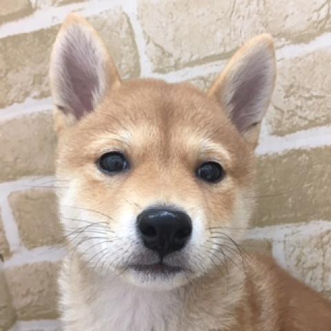 柴犬
