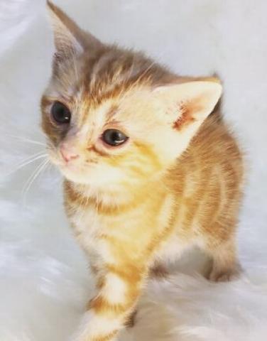 アメリカンショートヘアー