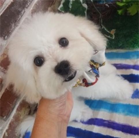 ビションフリーゼ