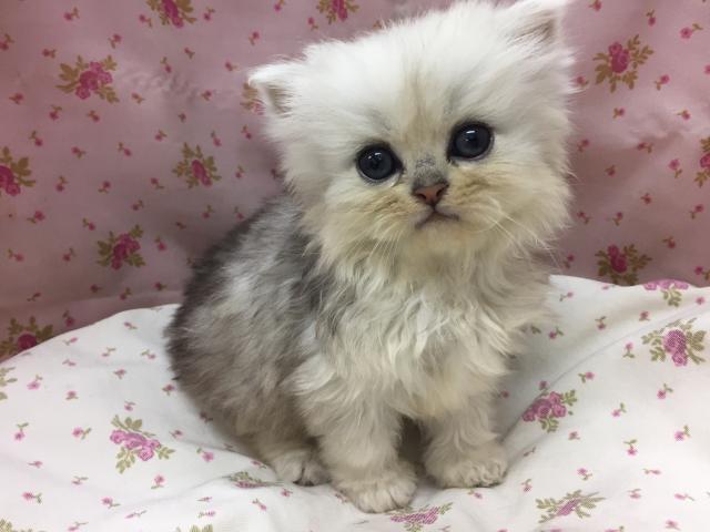 ペルシャ・ヒマラヤン
