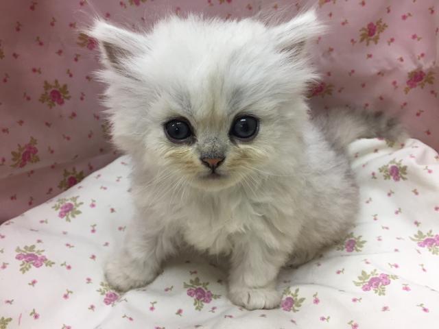 ペルシャ・ヒマラヤン