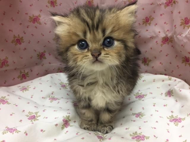 ペルシャ・ヒマラヤン