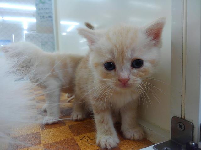 スコティッシュフォールド