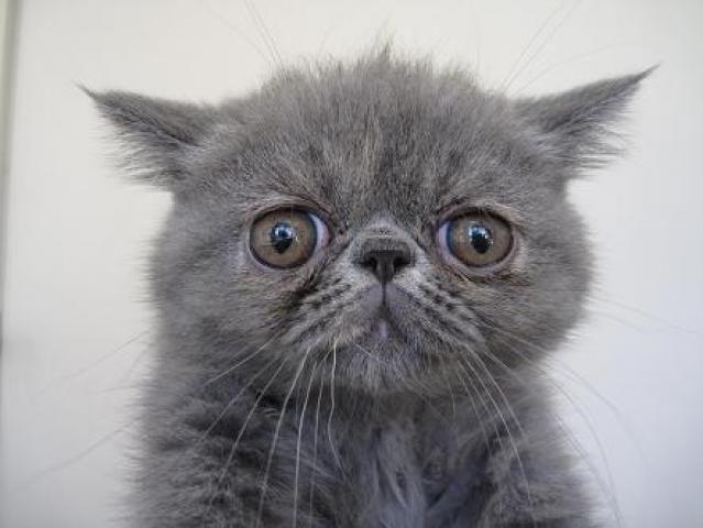 エキゾチックショートヘアー