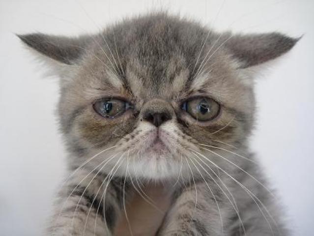 エキゾチックショートヘアー