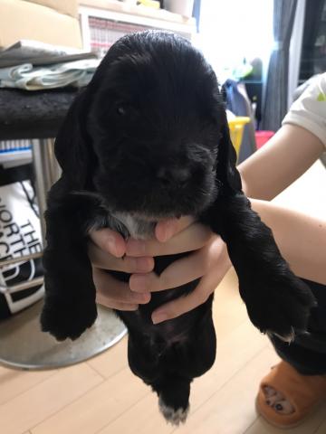 イングリッシュコッカースパニエル