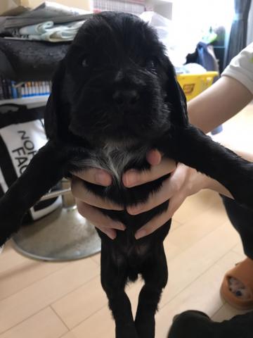 イングリッシュコッカースパニエル