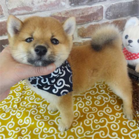 豆柴