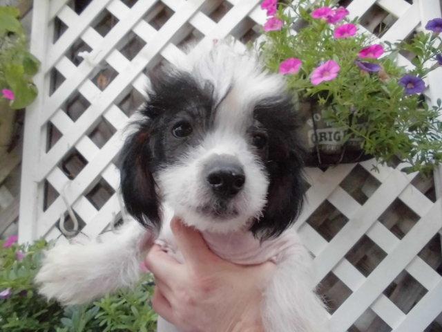 チャイニーズクレステッドドッグヘアレス