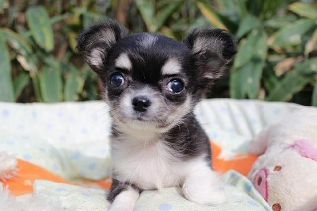 チワワ（ロングコート）