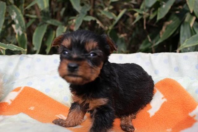 ヨークシャーテリア