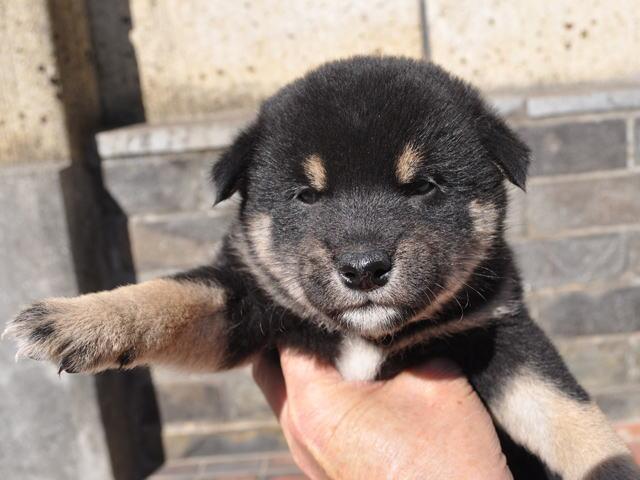 柴犬