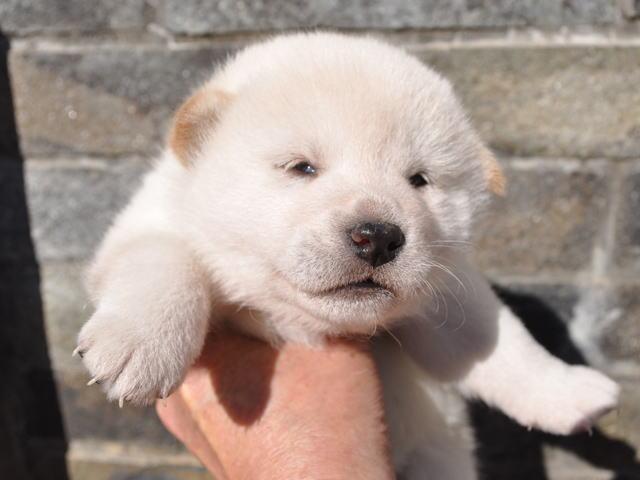 柴犬