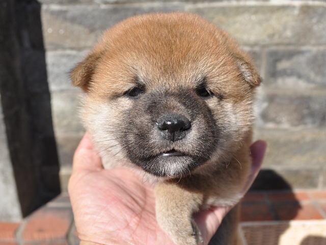 柴犬