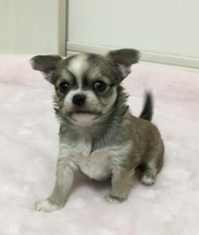 チワワ（ロングコート）