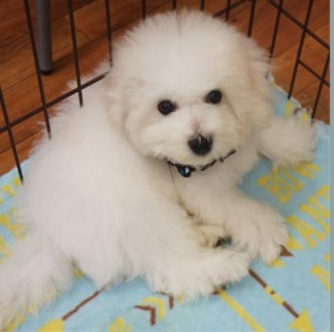 ビションフリーゼ