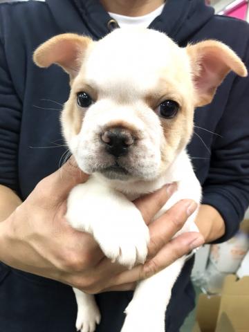 フレンチブルドッグ