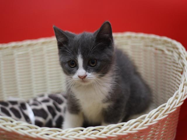 スコティッシュフォールド