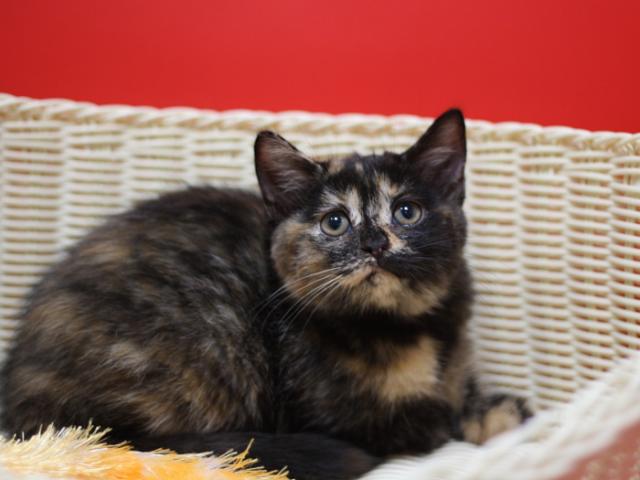 スコティッシュフォールド