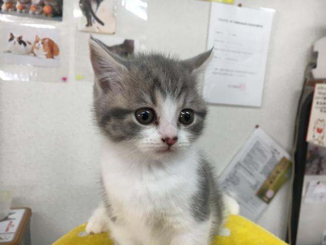 スコティッシュフォールド