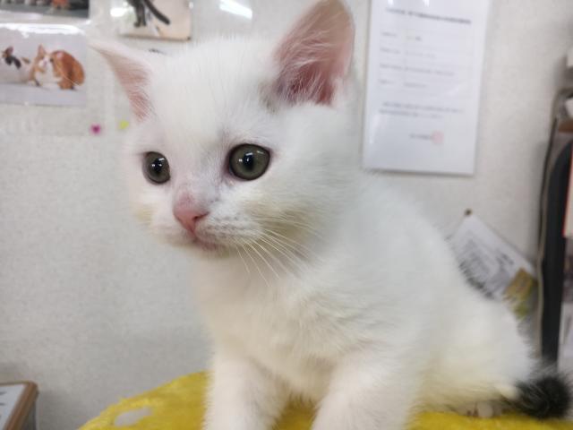 スコティッシュフォールド