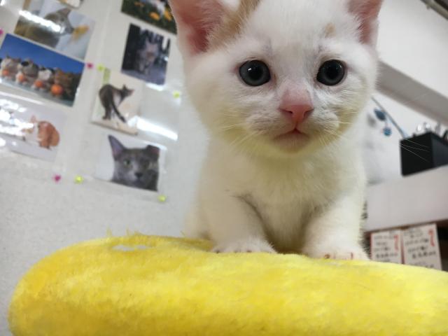 スコティッシュフォールド