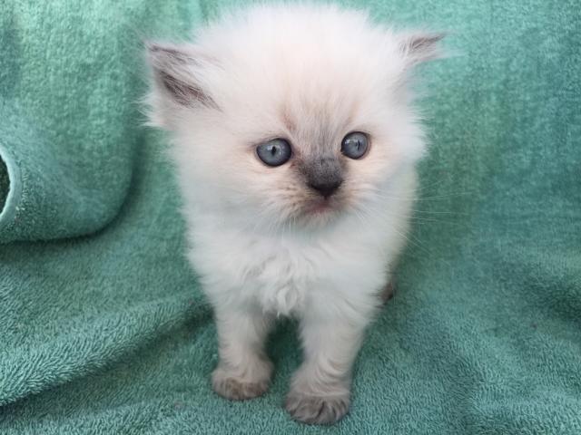 ペルシャ・ヒマラヤン