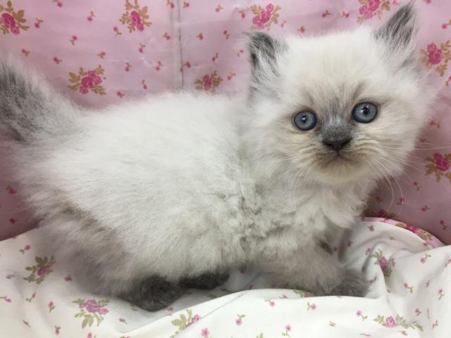 ペルシャ・ヒマラヤン