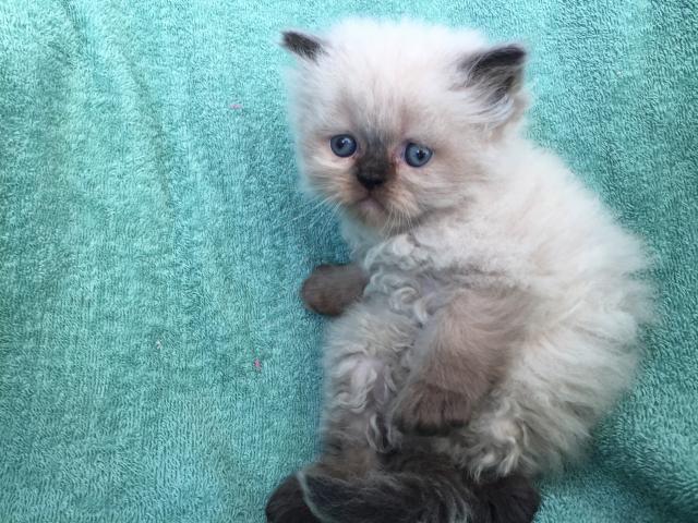 ペルシャ・ヒマラヤン