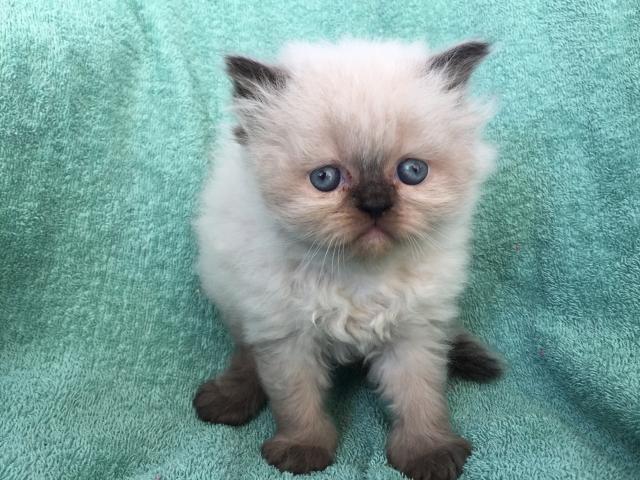 ペルシャ・ヒマラヤン