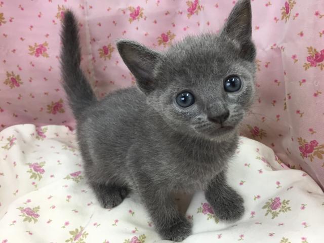 ロシアンブルー