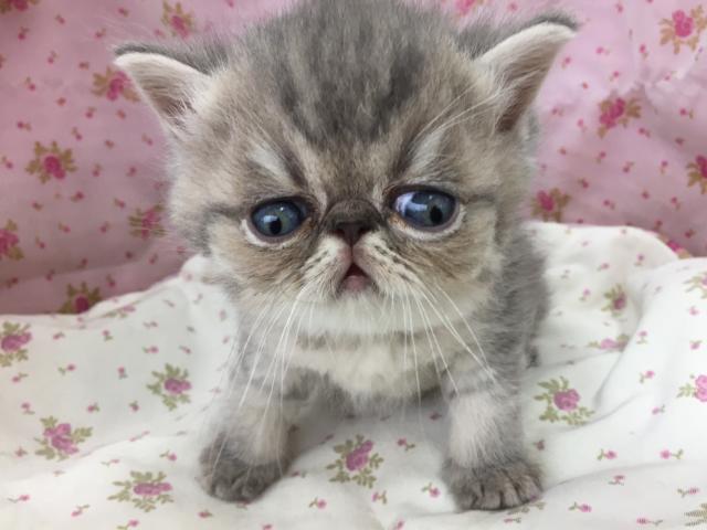 エキゾチックショートヘアー