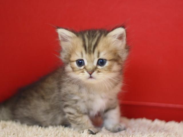 ペルシャ・ヒマラヤン