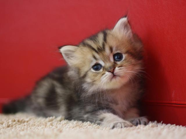 ペルシャ・ヒマラヤン