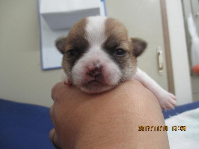 チワワ（ロングコート）