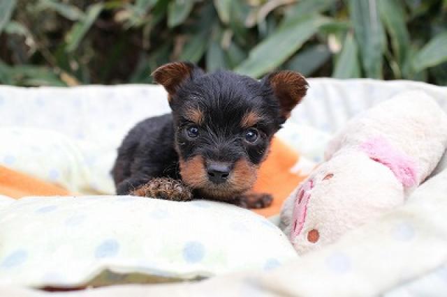 ヨークシャーテリア