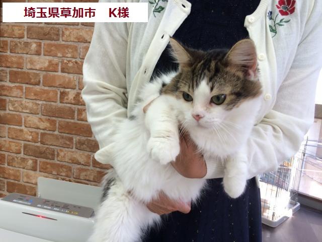 里親 関西 猫 里親さんを待っている動物たち｜いつでも里親募集中