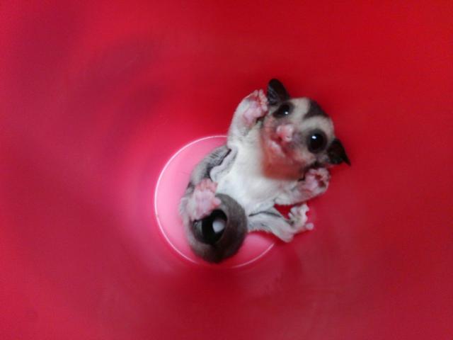 フクロモモンガ