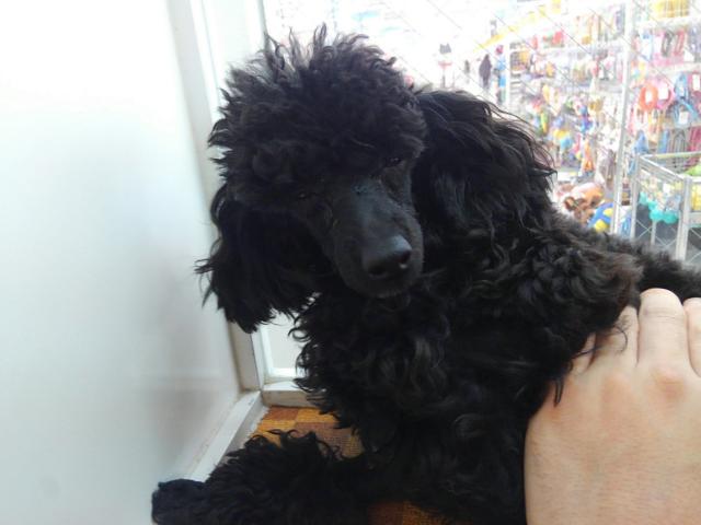 トイプードル