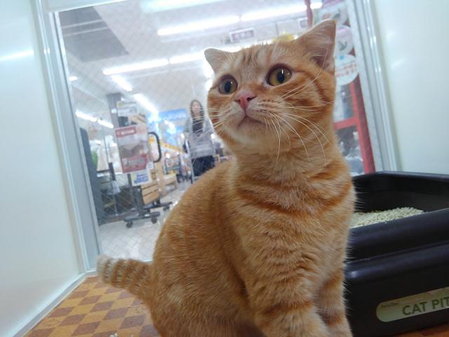 スコティッシュフォールド