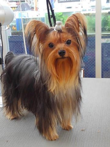 ヨークシャーテリア