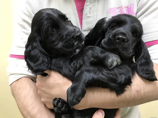 イングリッシュコッカースパニエル