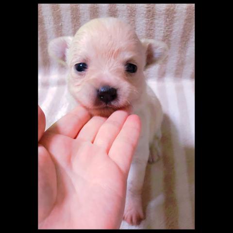 チワワ（ロングコート）