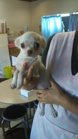 チワワ(ロングコート)