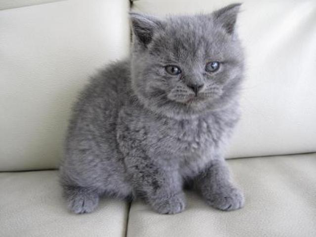 ブリティッシュショートヘア