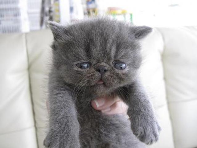 エキゾチックショートヘアー